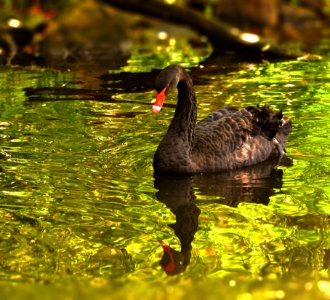 Water Bird Fauna Ecosystem