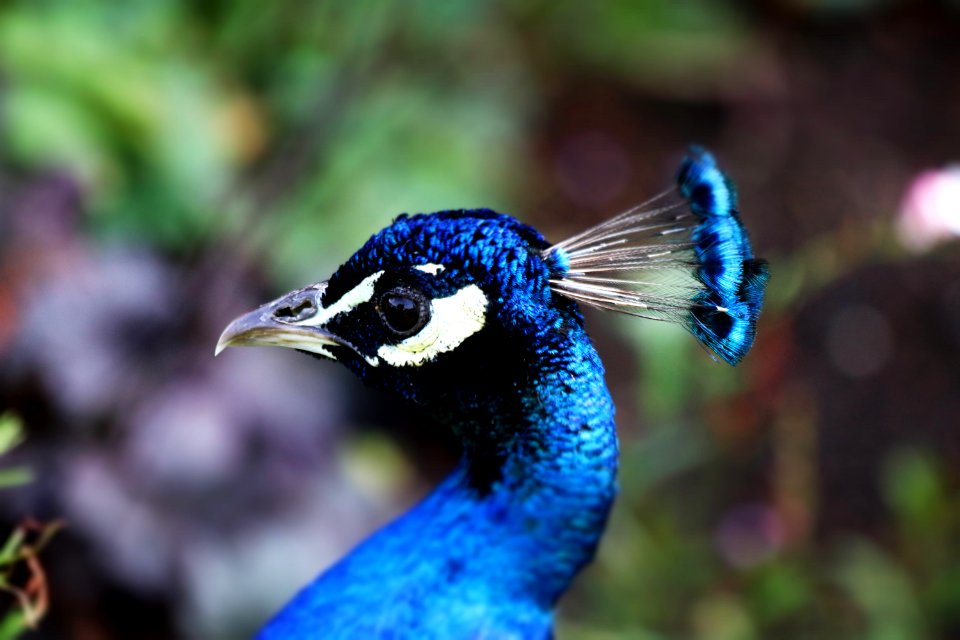 Bird Peafowl Beak Fauna