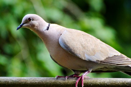 Bird Fauna Beak Pigeons And Doves