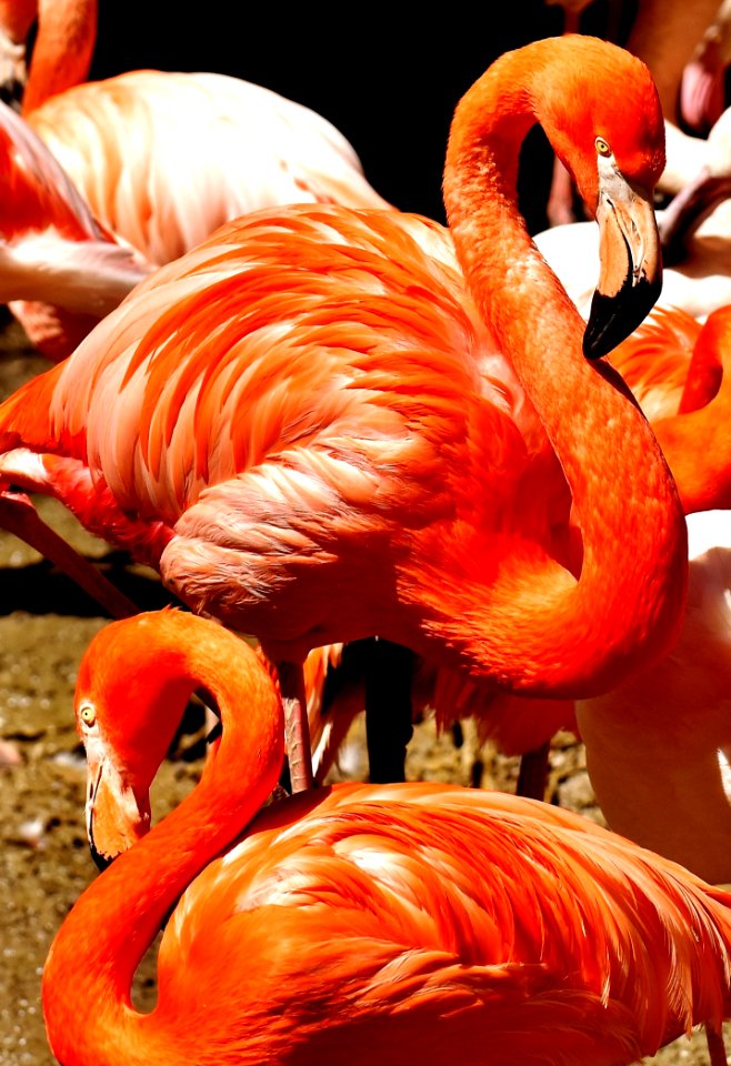 Flamingo Vertebrate Orange Water Bird