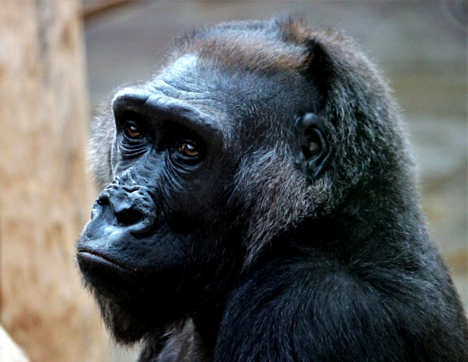 Great Ape Western Gorilla Fauna Primate