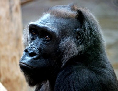 Great Ape Western Gorilla Fauna Primate photo