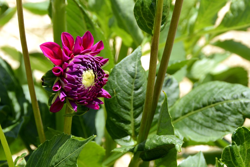 Flower Plant Flora Annual Plant