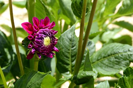 Flower Plant Flora Annual Plant