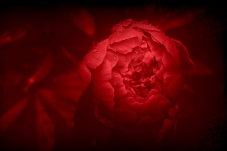 Red Flower Garden Roses Rose Family