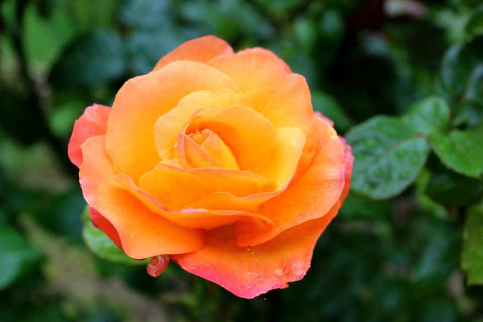 Rose Flower Rose Family Floribunda