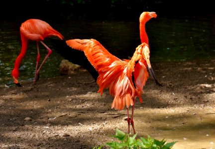 Flamingo Bird Water Bird Fauna