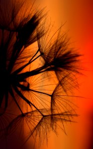 Close Up Macro Photography Sky Computer Wallpaper