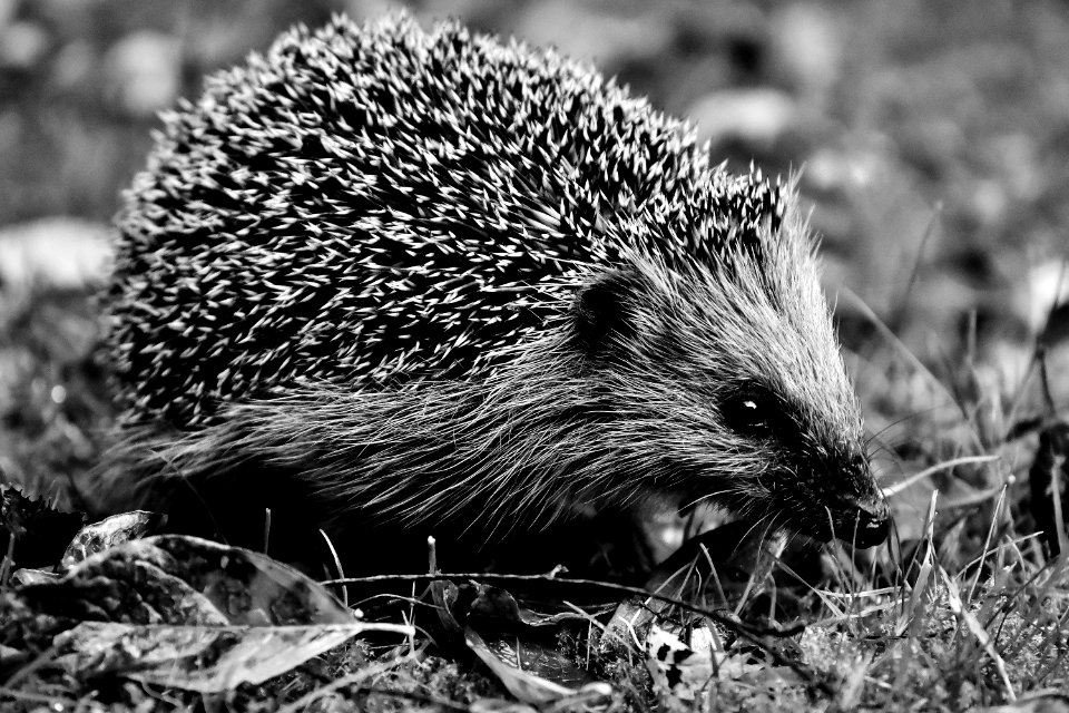 Hedgehog Erinaceidae Black And White Domesticated Hedgehog
