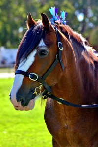 Horse Halter Bridle Horse Harness photo