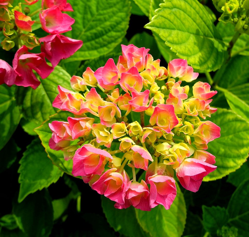 Flower Plant Flowering Plant Pink