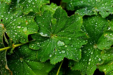 Water Leaf Dew Drop photo