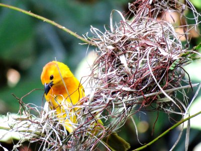 Bird Beak Fauna Bird Nest photo