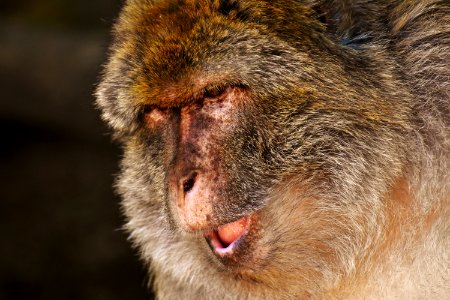 Macaque Mammal Fauna Wildlife photo
