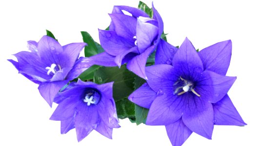 Flower Blue Violet Plant photo