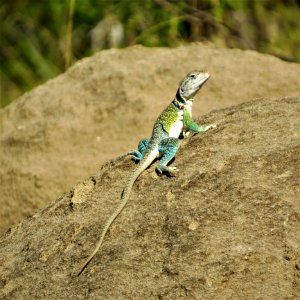 Reptile Lizard Lacertidae Fauna
