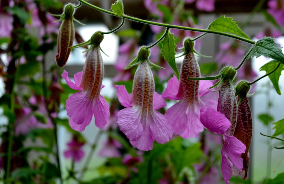 Flora Plant Flower Bellflower Family