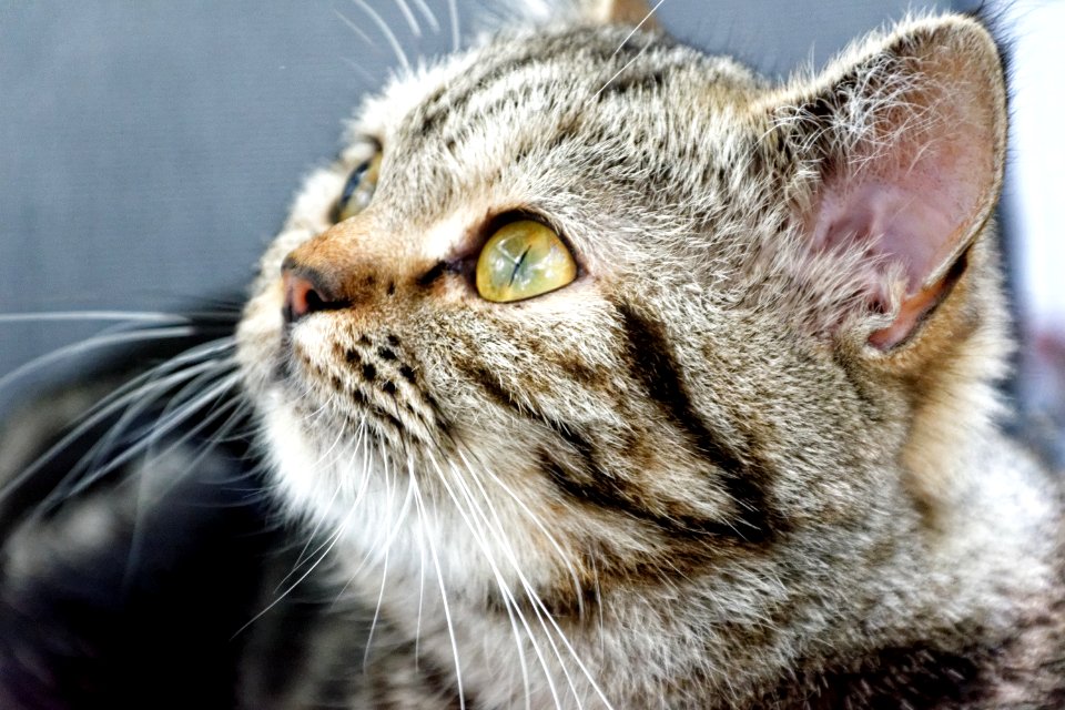 Cat Whiskers Mammal Small To Medium Sized Cats