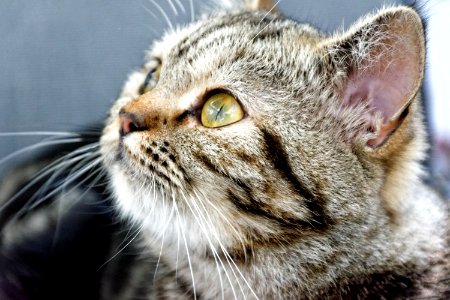 Cat Whiskers Mammal Small To Medium Sized Cats
