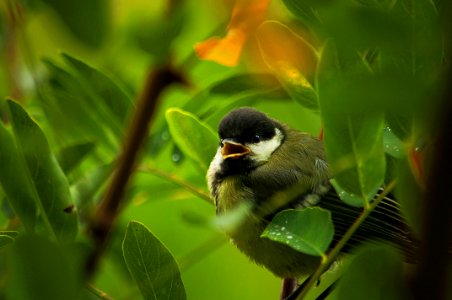 Bird Beak Fauna Wildlife photo