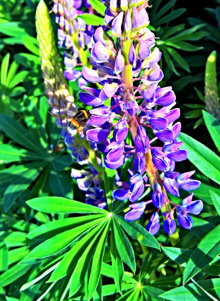 Plant Flower Lupin Flora