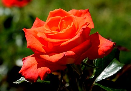 Rose Flower Rose Family Garden Roses