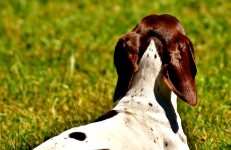 Dog Breed Old Danish Pointer Grass Snout