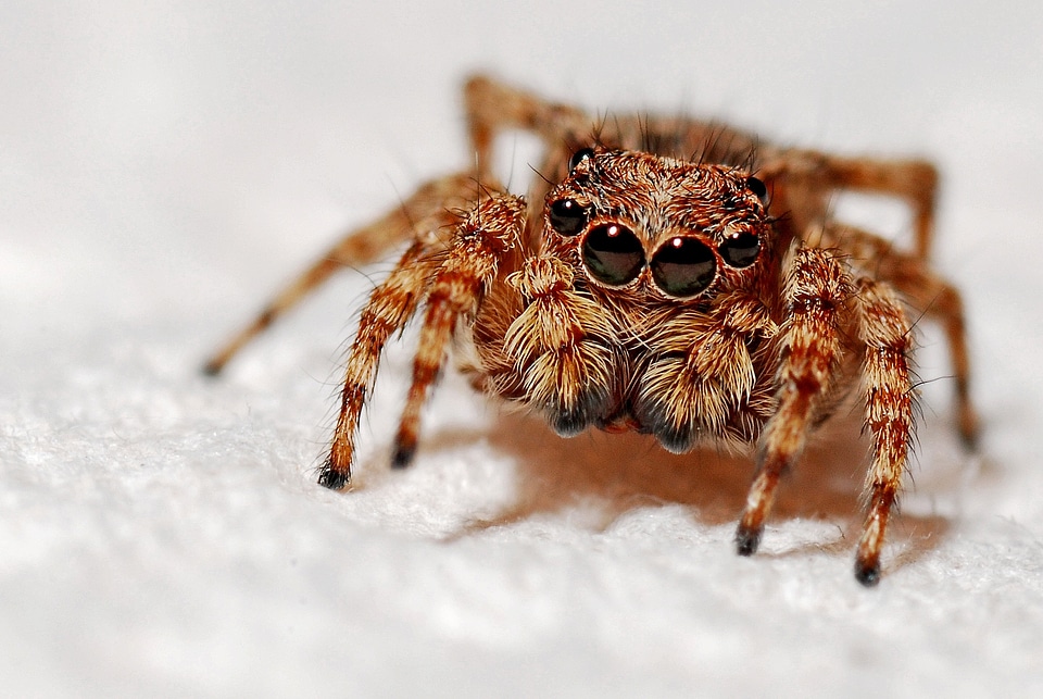 Arachnid nature small
