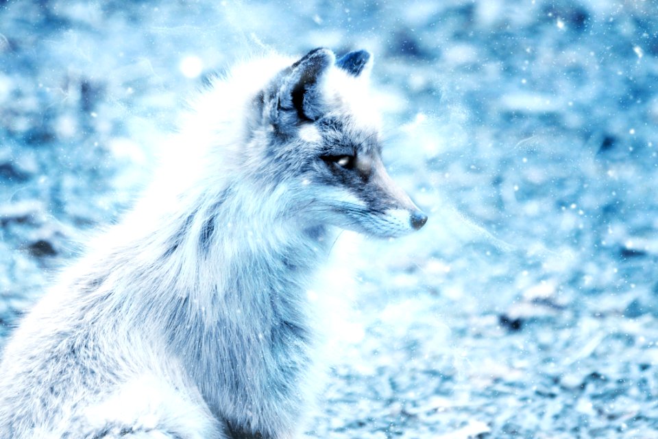 Wildlife Mammal Fox Fauna