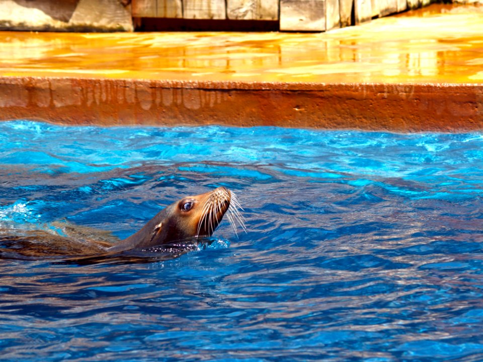Water Mammal Fauna Wildlife