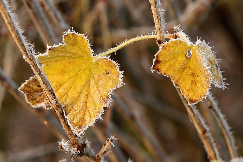 Currant yellow fall color