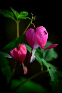 Flower Flora Pink Plant