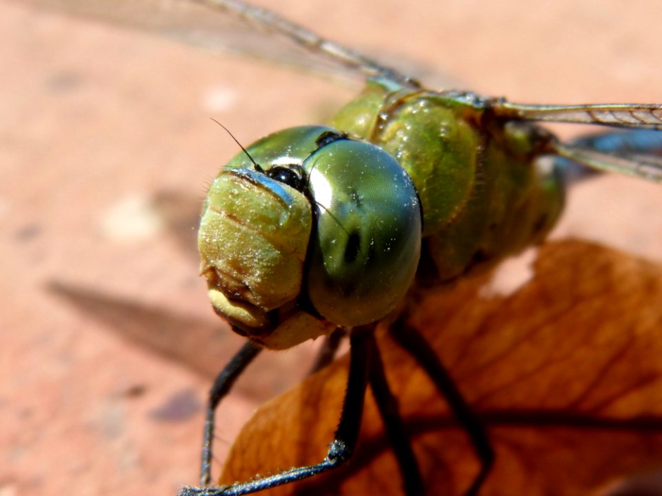 Insect Invertebrate Dragonflies And Damseflies Dragonfly