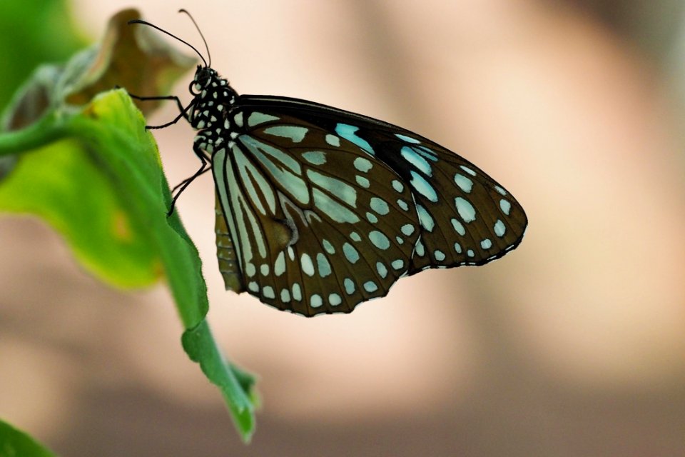 Butterfly Moths And Butterflies Insect Brush Footed Butterfly