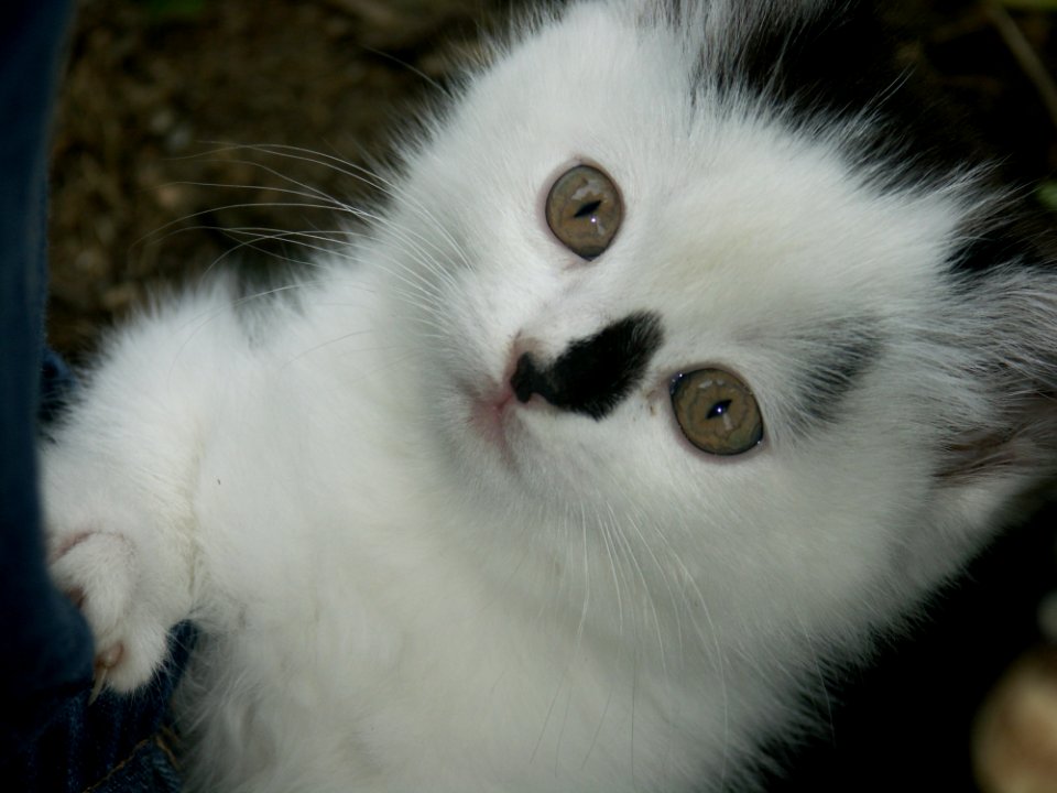 Cat Whiskers Small To Medium Sized Cats Fauna