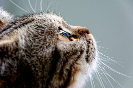 Whiskers Cat Fauna Close Up photo