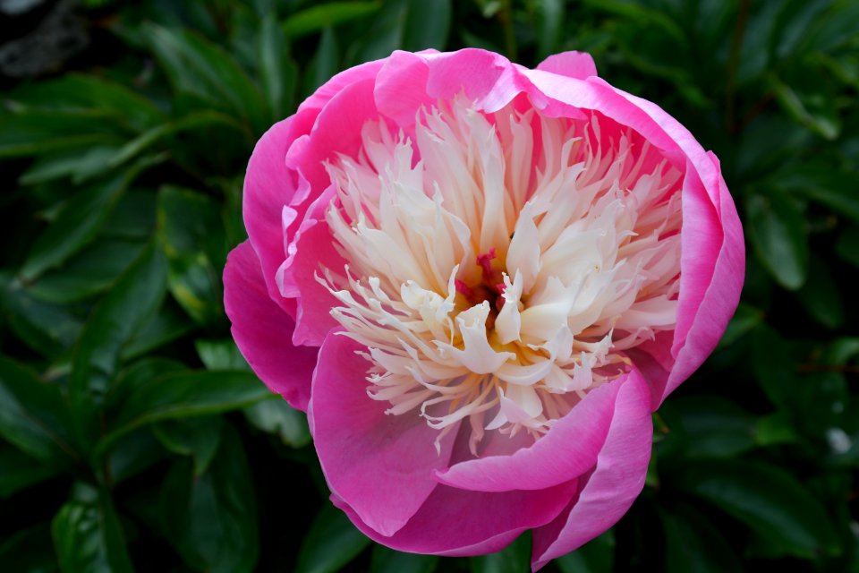 Flower Plant Peony Flowering Plant