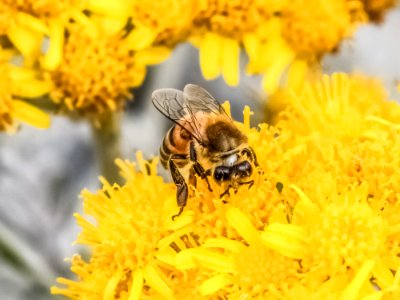 Honey Bee Bee Yellow Insect photo