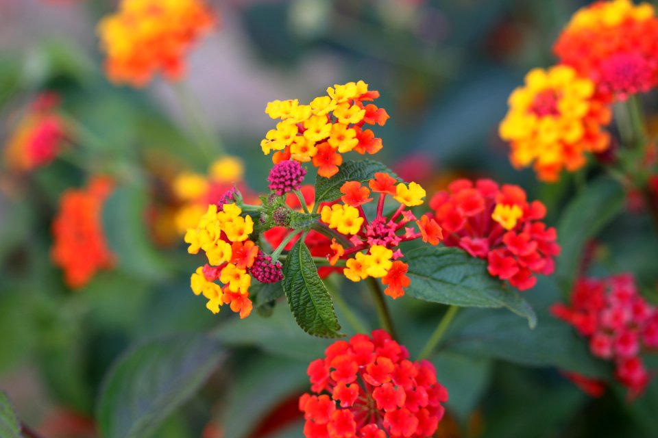 Flower Plant Flora Flowering Plant
