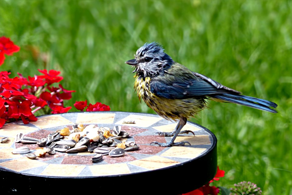 Bird Fauna Beak Plant