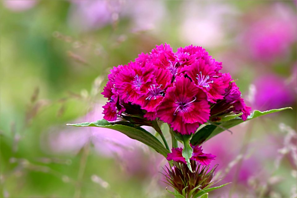 Flower Pink Plant Flora