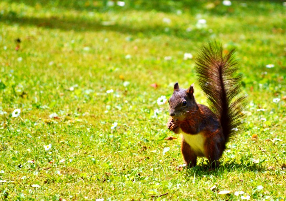 Squirrel Fauna Mammal Wildlife