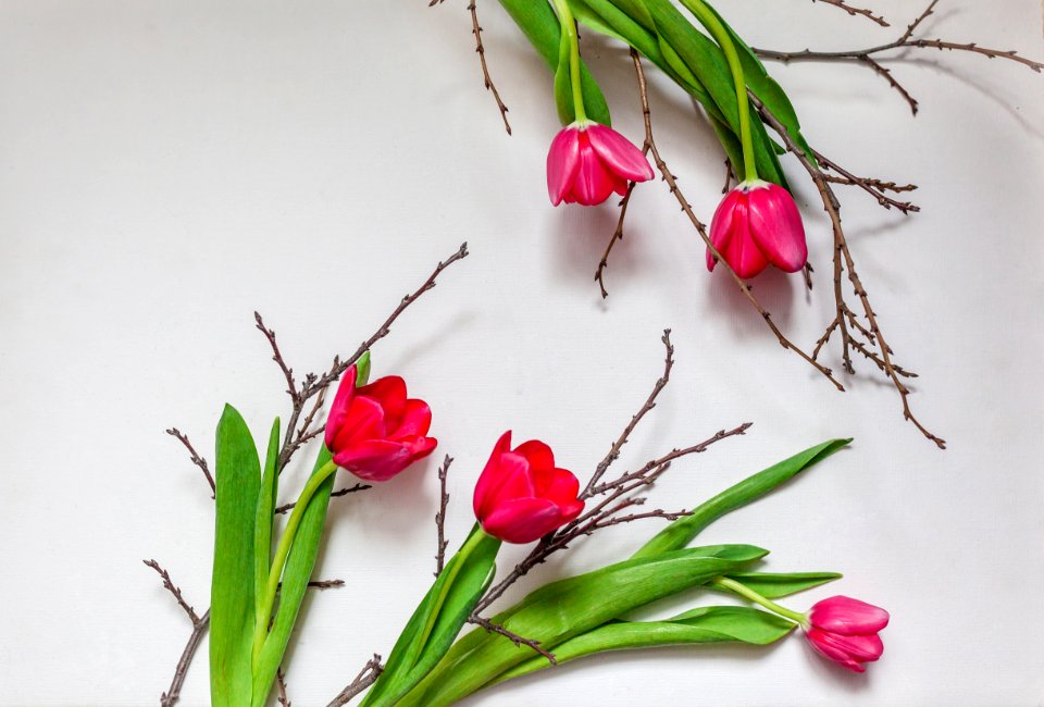 Flower Flowering Plant Plant Floristry