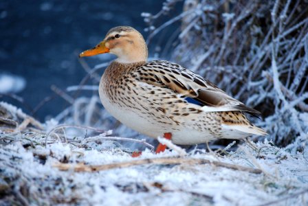 Bird Duck Water Bird Mallard photo