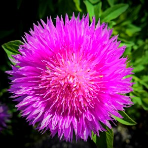 Flower Purple Thistle Plant