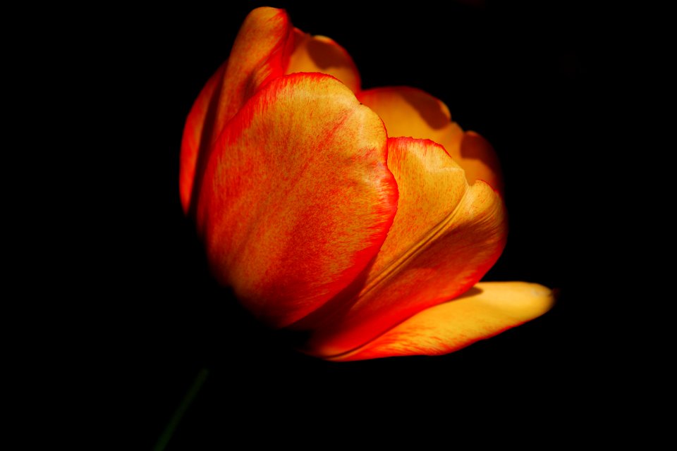 Flower Red Bud Macro Photography