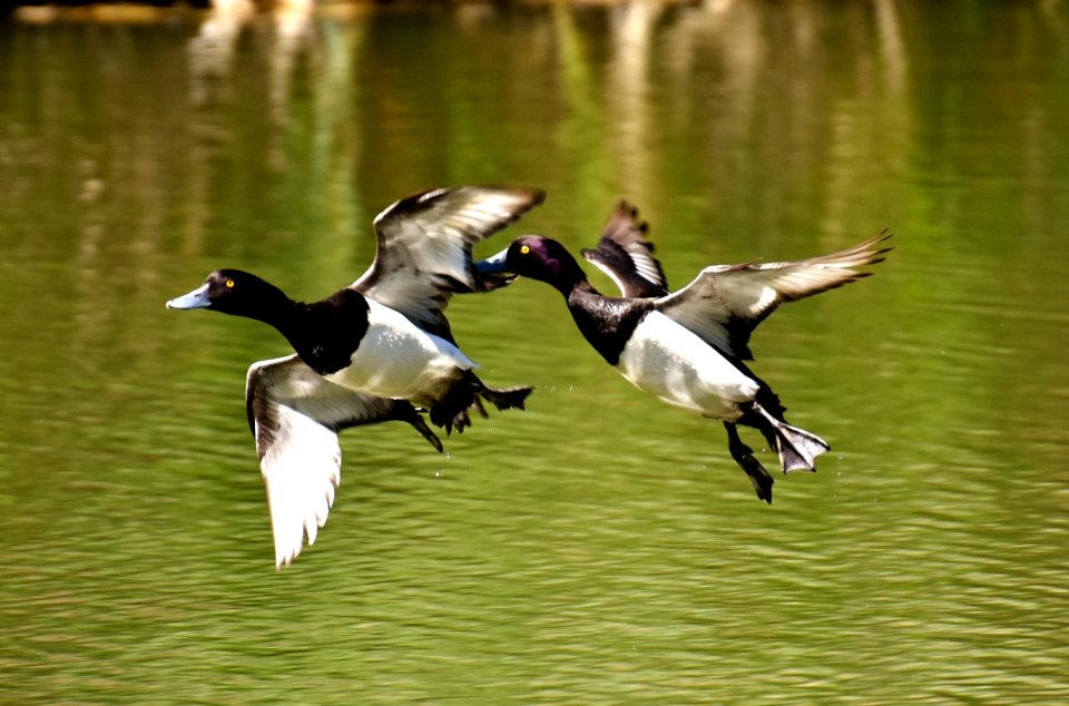 Bird Duck Fauna Water Bird