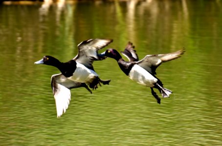 Bird Duck Fauna Water Bird