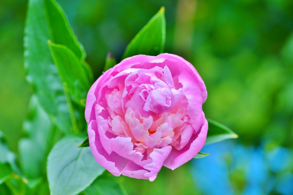 Flower Plant Flowering Plant Peony photo