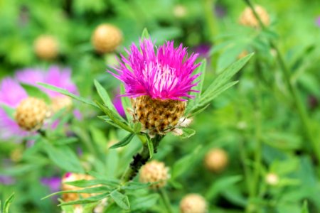 Flower Plant Thistle Silybum photo